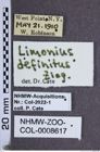 Etiketten zu Tetralimonius definitus (NHMW-ZOO-COL-0008617)